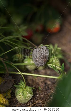 bush of fresh red strawberry with mold