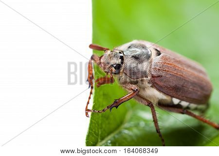 Cockchafer Closeup. Beetle On A Green Leaf. Melolontha
