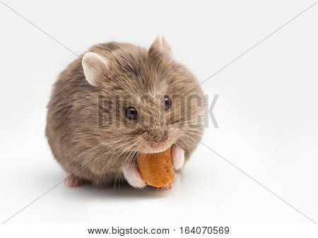 Adorable hamster eating fat. isolated on white.