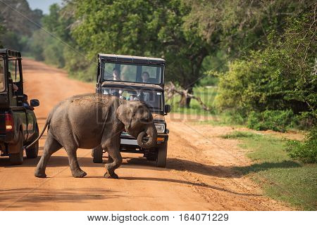 Sri Lanka: wild baby elephant crossing road in Yala National Park