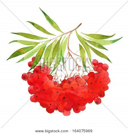 red rowan watercolor illustration on white background
