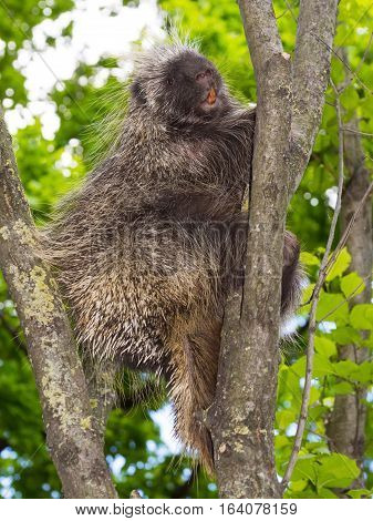 Tree Porcupine Climb