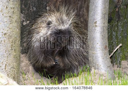 Hiding Tree Porcupine