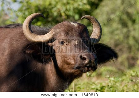 Afrikanske Buffalo portræt