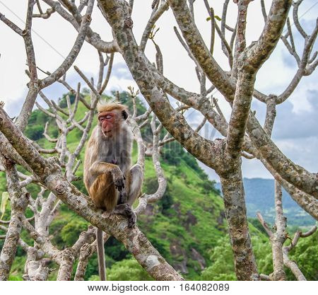 Monkey sitting on the temple tree. Dambulla Golden Temple, Sri Lanka