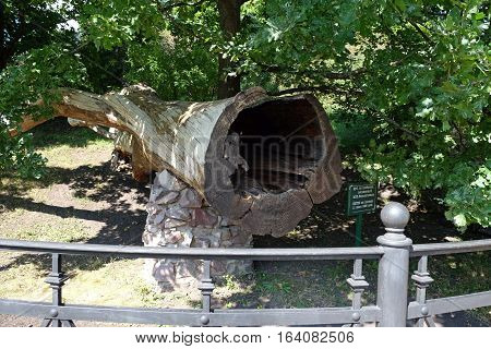 TARKHANI RUSSIA - AUGUST 28 2016: Remains of oak which is planted in the estate Tarkhany by Lermontov. Oak broken by lightning