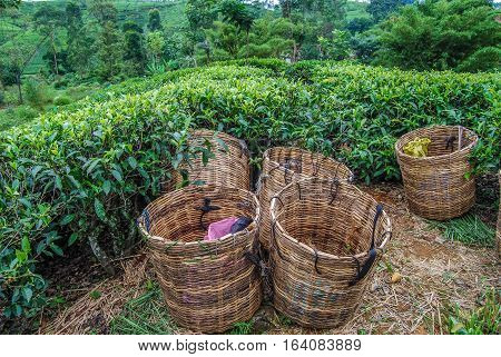 Baskets for tea leaves. Tea plantation. Sri Lanka