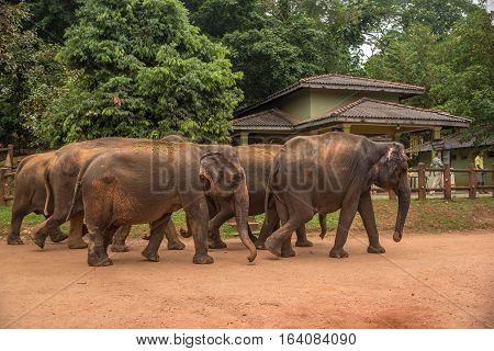 Sri Lanka: group of elephants going to drinking and be bathing place in Pinnawala, the largest herd of captive elephants in the world