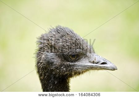 this is a close up of a side view emu chick