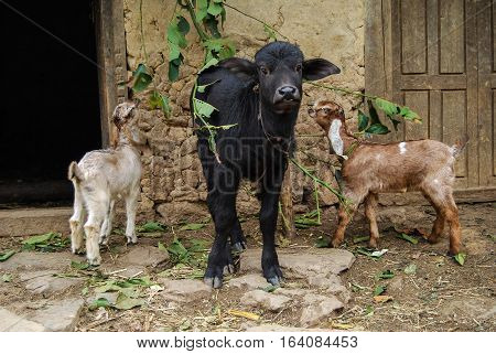 The calf with two young goats. Village in Nepal.
