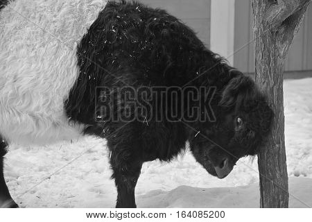 The Belted Galloway is a heritage beef breed of cattle originating from Galloway in South West Scotland, adapted to living on the poor upland pastures and windswept moorlands of the region.