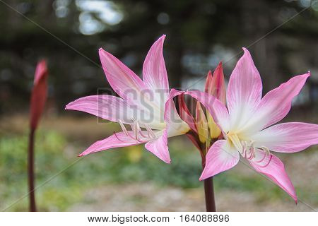 Bright Pink Crinum powellii Blooming in Coastal Forest