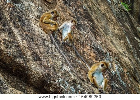 Three monkeys on the rock. Sigiriya, Sri Lanka.