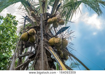 Coconut palm tree with ripe coconuts under blue sky