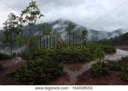 The Sea of Mist at Krungshing Nakhon Si Thammarat.