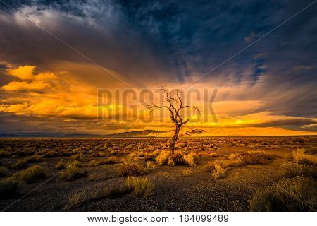 Lone Tree At Sunset Pyramid Lake Nevada