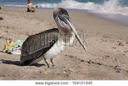 A pelican on a sandy beach amongst people.