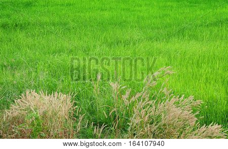 Green rice field in harvest season with flora