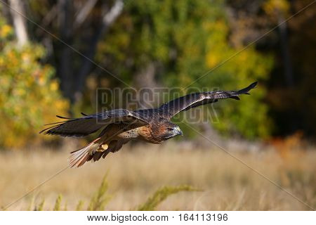 Red-tailed hawk (Buteo jamaicensis) low in flight
