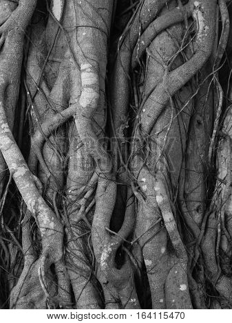black and white of Banyan Tree root texture background