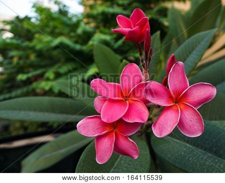 Close up. top up view. Pink flower frangipani ( plumeria ) on the green background.