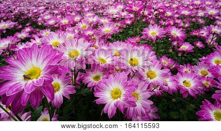Close up. top up view. pink flowers on green background.