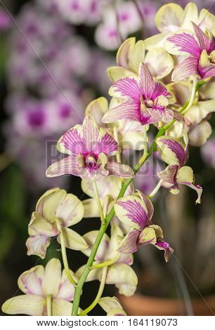 Hybrid Yellow Dendrobium orchid flower on nature background