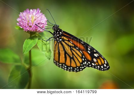 Monarch Butterfly On Pink Flower With Shallow Depth Of Field. Focus Is On The Insects Eye.