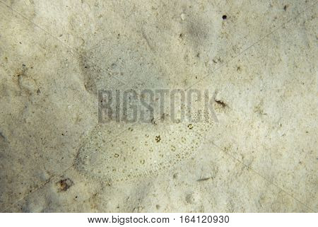 Two Camouflaged Flounders At The Sea Bottom