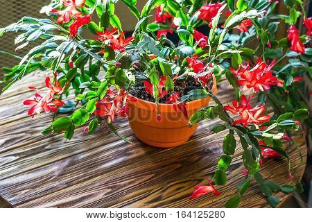 Christmas cactus Thanksgiving cactus crab holiday cactus Schlumbergera Truncata zygocactus delicate flower pot wooden background Urban gardening home planting houseplant Concept image interior design