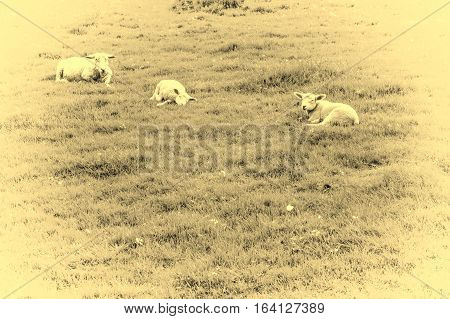 Sheeps Grazing on Green Pasture in the Ardennes. A flock of sheep lying on the meadow in Belgium. Vintage Style Toned Picture
