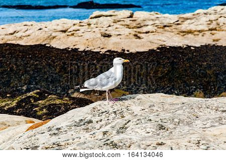 Diferents views of a seagull in St. Andrews beach in his bay next the famous golf field. St. Andrews Scotland UK