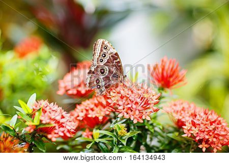 Closup image of a beautiful butterfly landing on a tree branch. With colorful flowers.