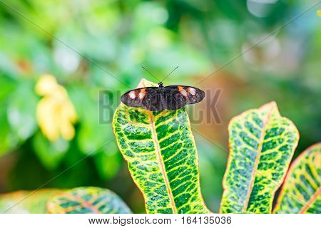 Closup image of a beautiful butterfly landing on a tree branch. With colorful flowers.