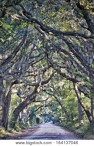 Botany Bay Plantation Spooky Dirt Road Marsh Oak Trees Tunnel with spanish moss on Edisto Island SC