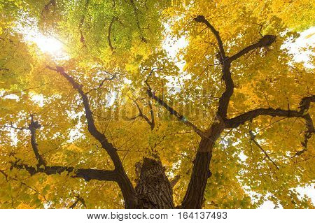 Green and yellow fall leaves of Ginkgo Biloba Maidenhair trees in autumn at Japan