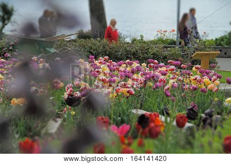 Beautiful flowers grow near the big lake