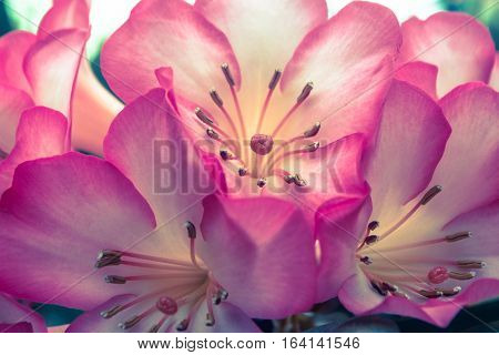 Cherry blossom / SAKURA flower / wild Himalayan cherry flowers.background