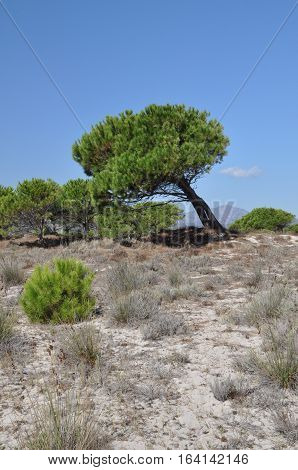 BUDONI Sardinia Italy TANAUNELLA BEACH  SUMMER 2016