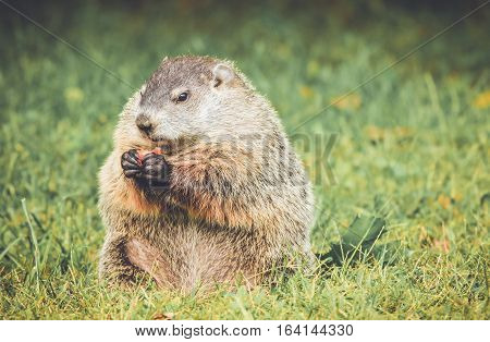 Groundhog in grass holding carrot in hands