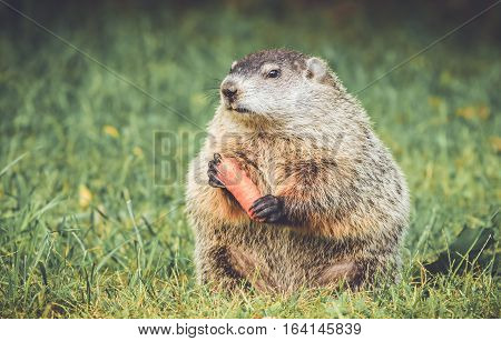 Groundhog in vintage garden setting standing up holding carrot