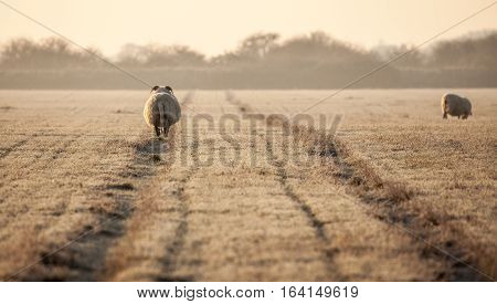 Norfolk horn sheep pregnant and walking the track away from the camera on a frosty cold winters morning