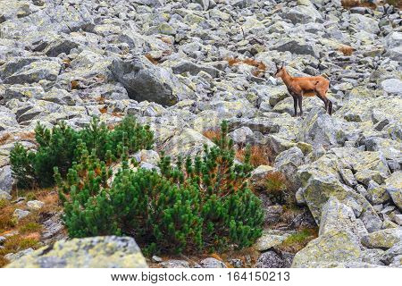 Chamois (rupicapra Carpatica) In High Tatra Mountains, Poland