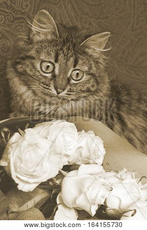 Vintage photo by striped cat looking at bouquet of white roses. Vertical.