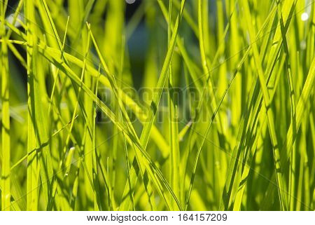 close up young leaves of grass in spring garden