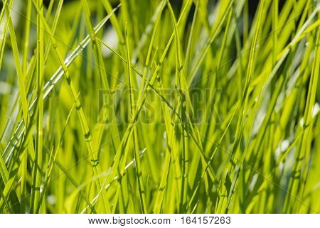 close up young leaves of grass in spring garden