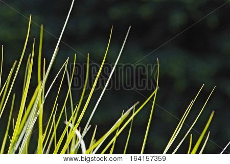 close up young leaves of grass in spring garden