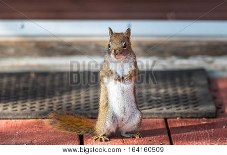 Red squirrel, close up,  standing up on a deck in front of a door mat, paws tucked to chest.