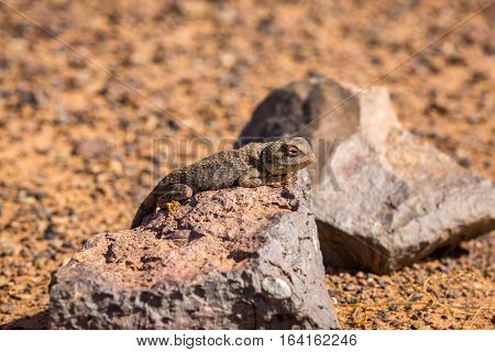 Iguana In The Desert Hamada Near Sahara