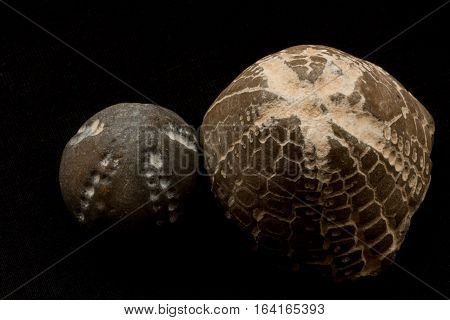 Fossils Of Sea Urchins Macro